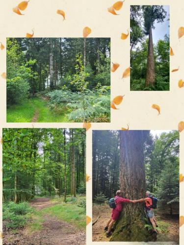 Collage 2025-08-06 19 06 08