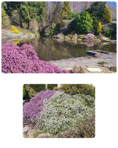 Collage 2026-03-04 16 32 43