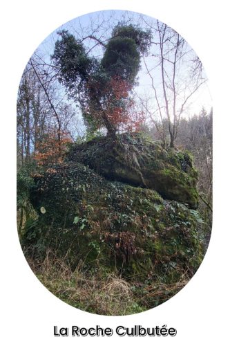 Collage 2026-01-21 19 36 46